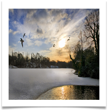 GULLS - Des Hawley